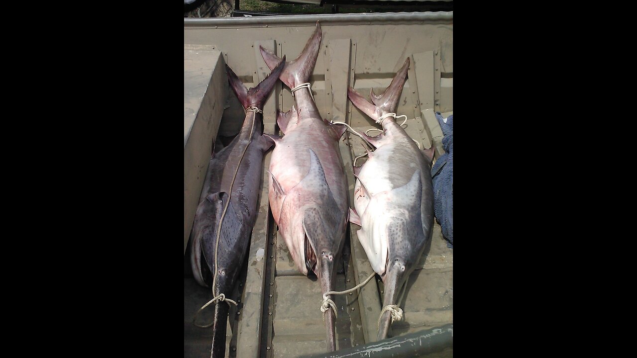 Watch an Oklahoma Fishing Guide Catch an All-Black Paddlefish