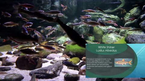 Minnow Exhibit p2