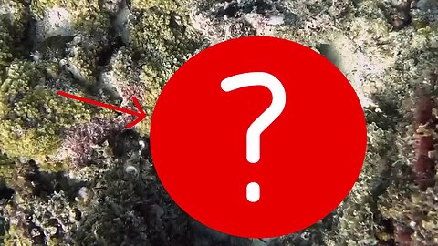 THIS UNDERWATER FIND GOES VIRAL WITH 5 MILLION VIEWS!