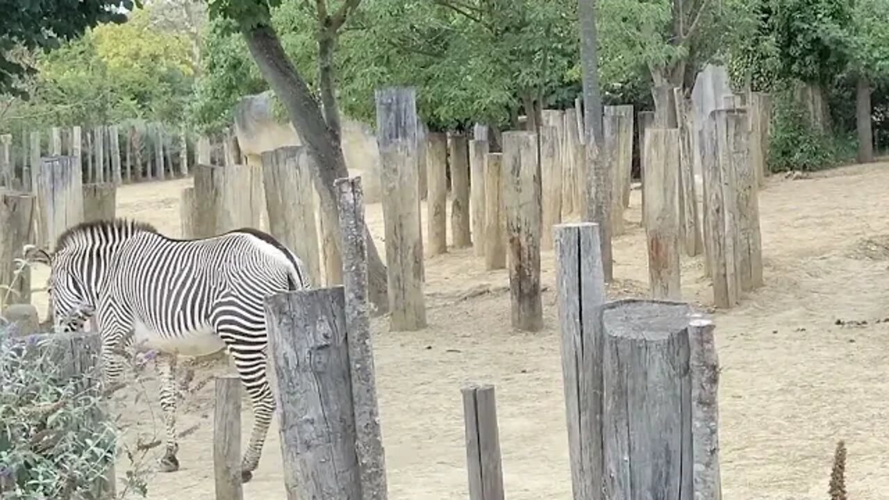 Des Zèbres Magnifiques 😱❤️