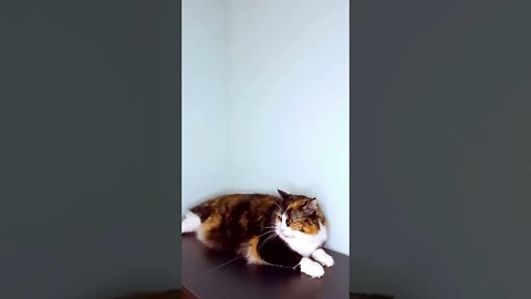 Cat Lounging