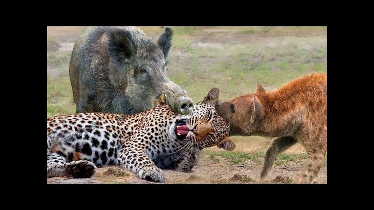 animals video I wild animals hunting animal attack