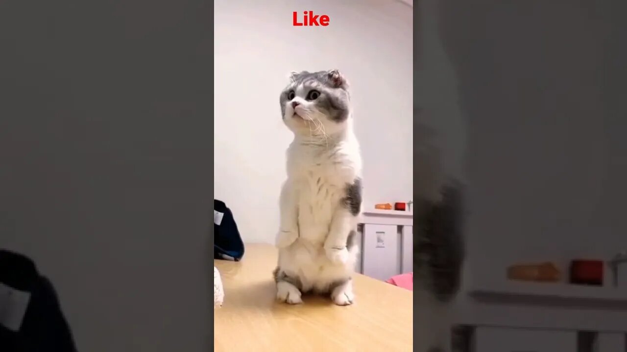 Cute Cat he is shocked 🤣😂 || #Shorts #shortsfeed #Youtubepets_&_animals