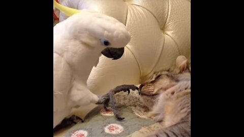 funny videos animals, Best funny pets videos, Try not laugh
