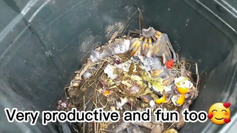 Composting Food Scraps : Urban Farming : Surviving Lockdown