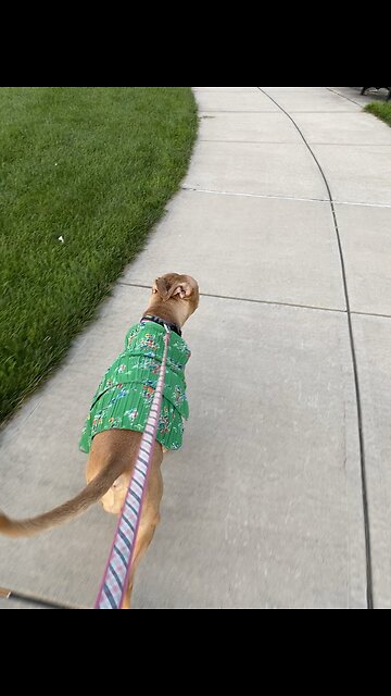 Walking my Old Lady at the Green with her new dress 🐶👵🏽👗💞