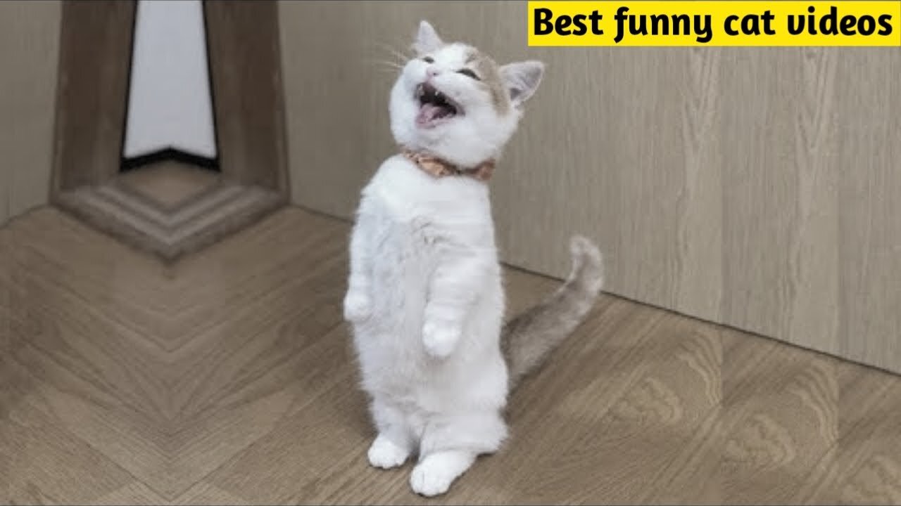 OMG So Cute Cats ❤ Best funny cat videos