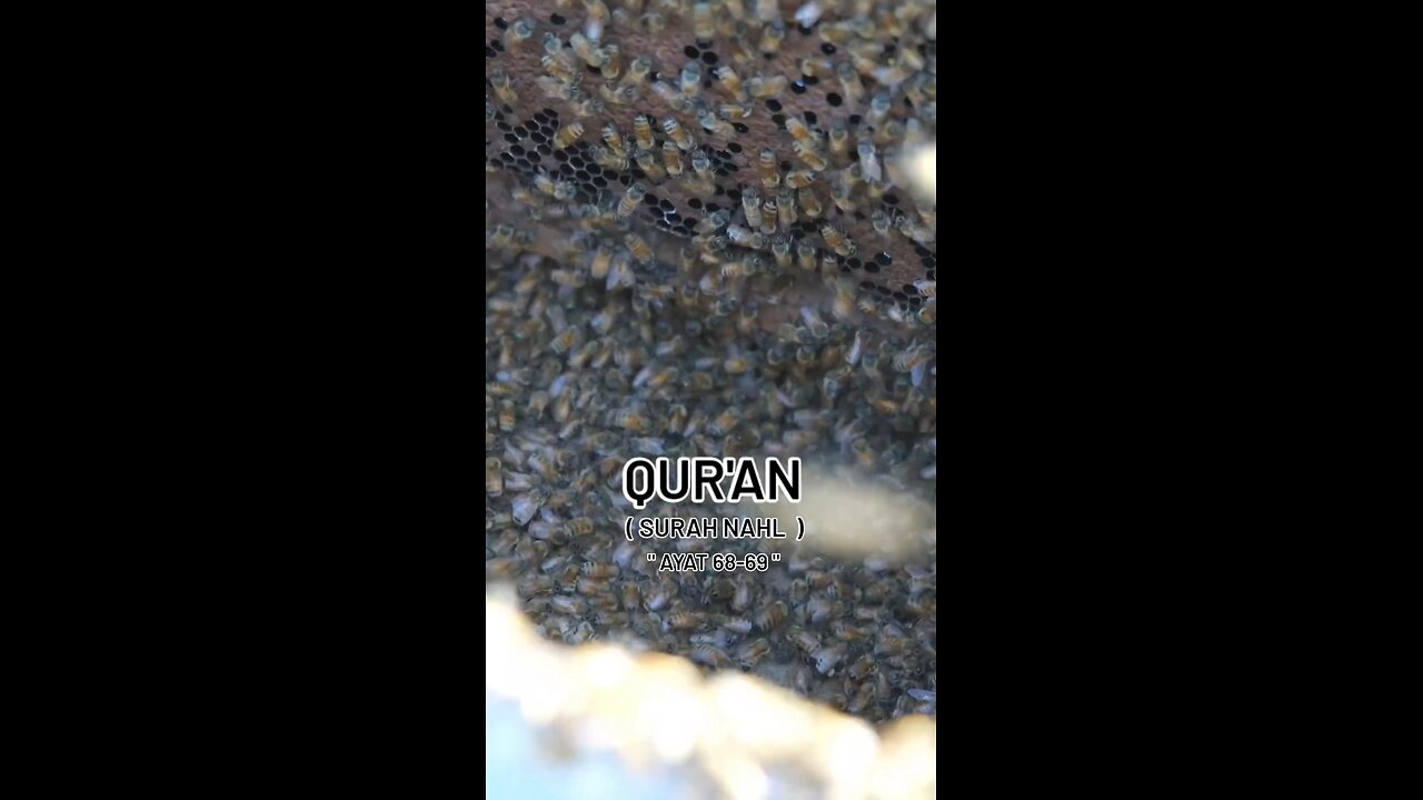 The Quran