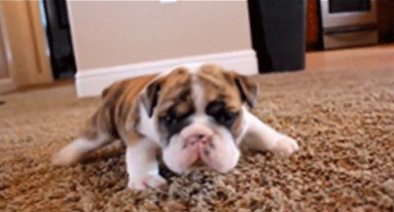 In Less Than 1 Minute, These Tiny Puppies Will Change Your Day! Cutest Puppies Compilation