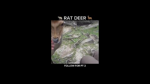 Rat Deer?