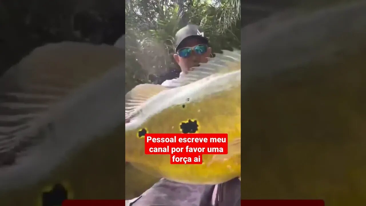 #pescaria de #gigante #tucunaré açú #shorts #fishing