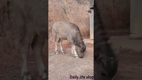 oh my god the cute baby buffalo looks like it wants to say something to me