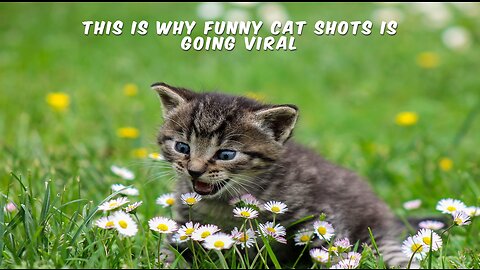 This is Why funny cat shots is Going Viral