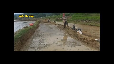 rice paddies in the countryside