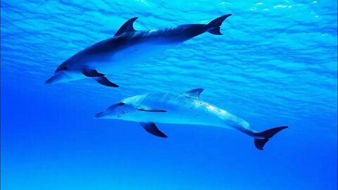 3 Hours of Playful Dolphin Sounds for Sleep and Relaxation