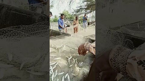 #nelayan #fishermen #fishing #traditionalfishermen #fish #fishingnets