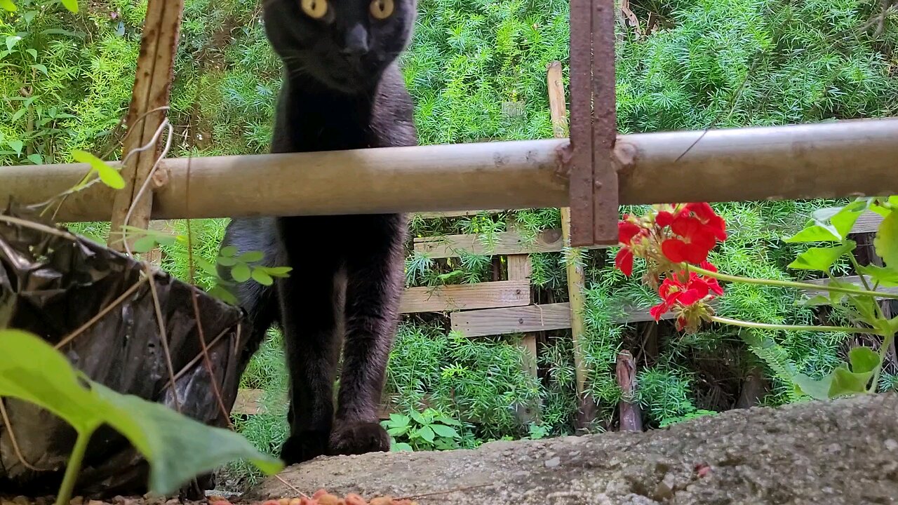 Gato negro (black cat) of Antigua Guatemala 🇬🇹