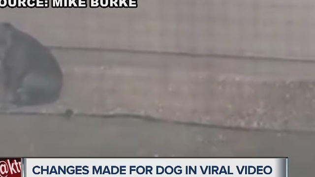 YOU ASK. WE INVESTIGATE. Some improvements for dog left out in rain in viral video