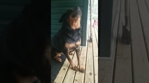 Asking My Rottweiler To Go For A Walk 😊 #Shorts #rottweiler