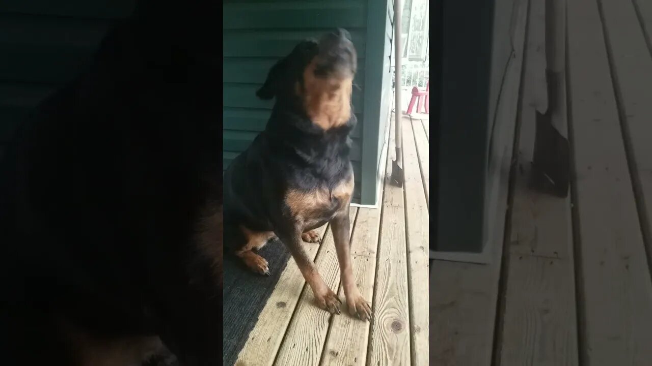 Asking My Rottweiler To Go For A Walk 😊 #Shorts #rottweiler