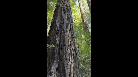 Looking up California Redwoods