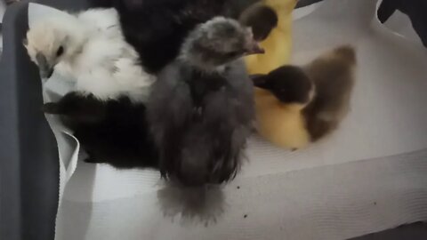 4 Ducklings and 3 Silkie Chicks 26th July 2020