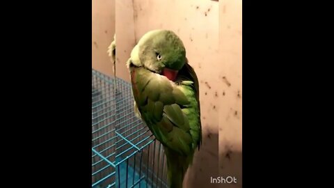 Lovely Parrot