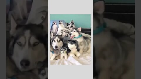 How many real dogs here?