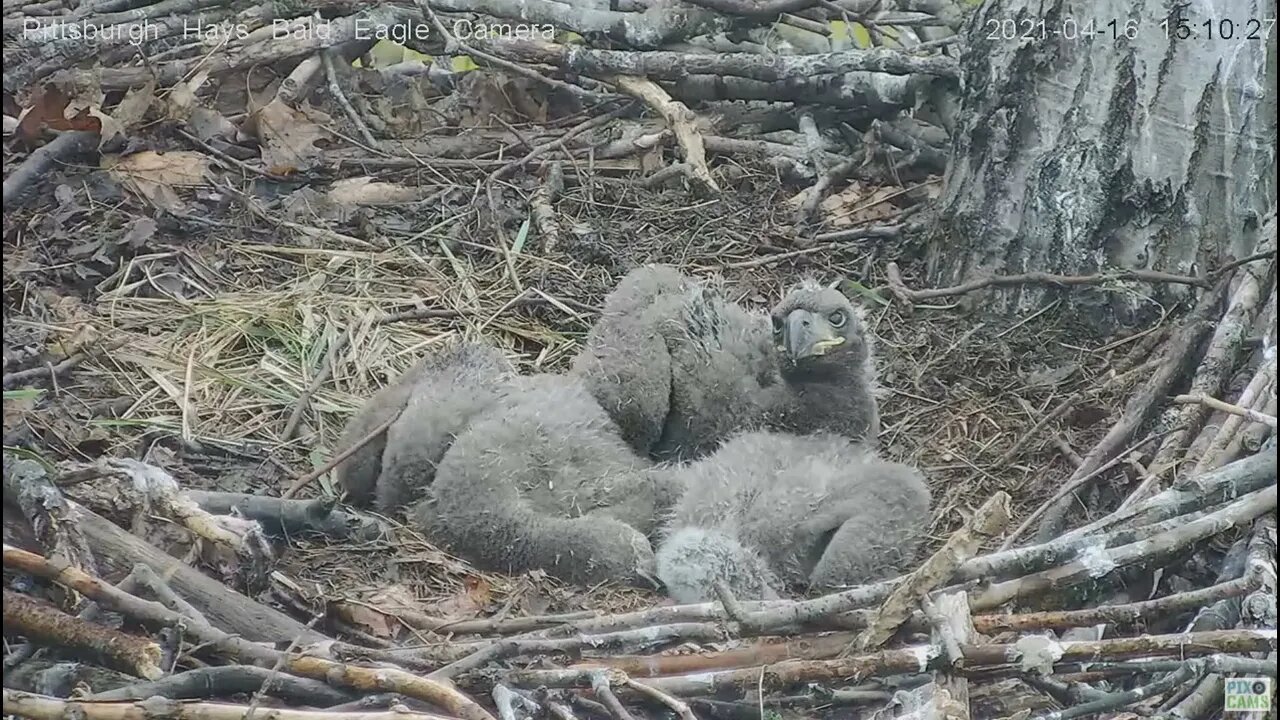 Hays Eaglet H13 A Nictitating membrane study 2021 04 16 15:10