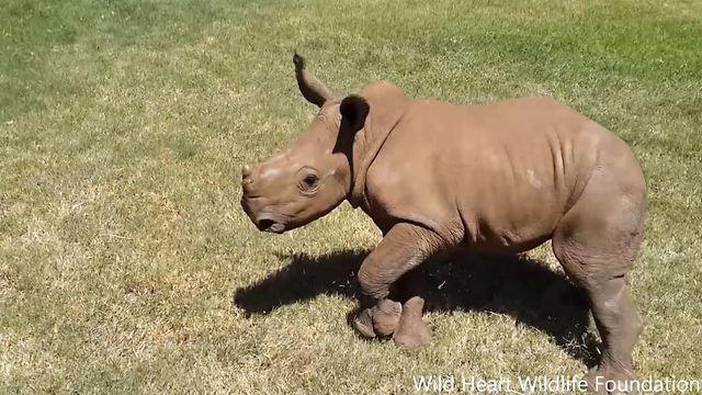 These rhino orphans are so cute when running and playing like children