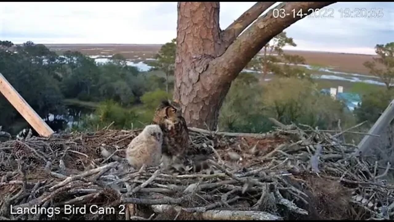 Dinnertime for Mom and Her Owlet 🦉 3/14/22 19:19