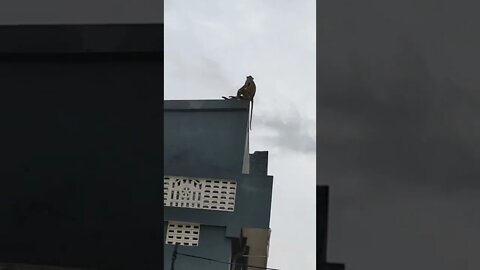 Monkey sitting on top of a house,#shorts,#monkey,#monkeysitting,#animallover,#bigmonkey,#animal.