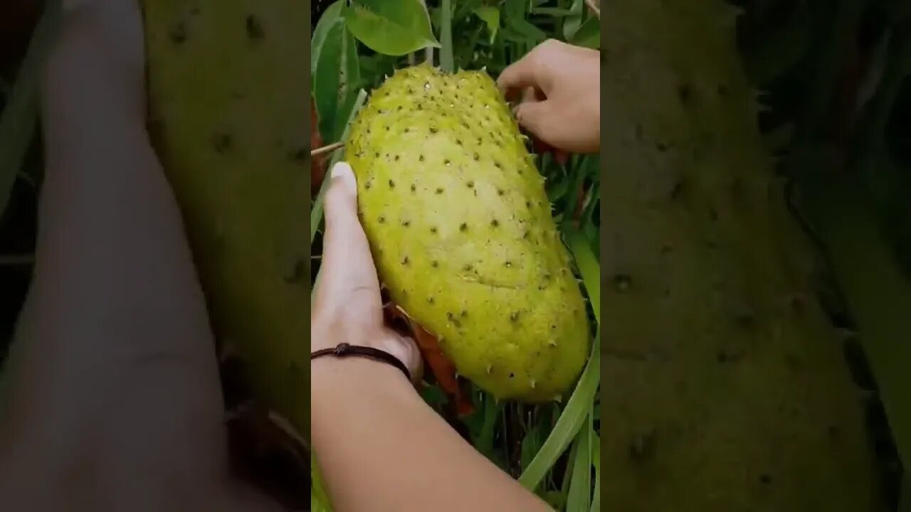 yh konsa fruit hai naam btao name it