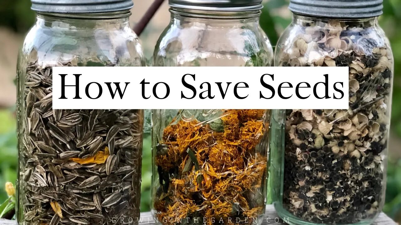 How to SAVE SEEDS: Seed saving TIPS and EXAMPLES