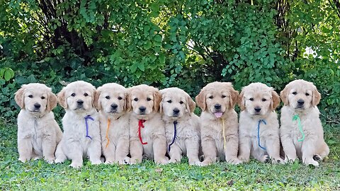 Swarm of Golden Retriever puppies