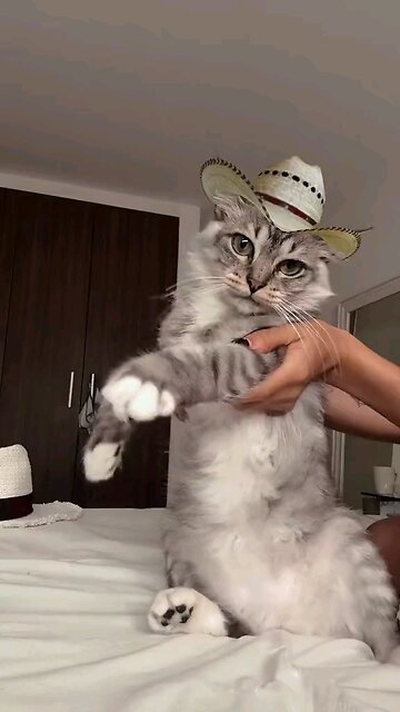 beautiful and fun cats