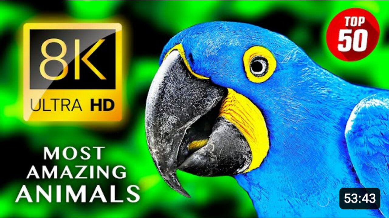 Top 50 Most Amazing Animals in Ultra HD 8k