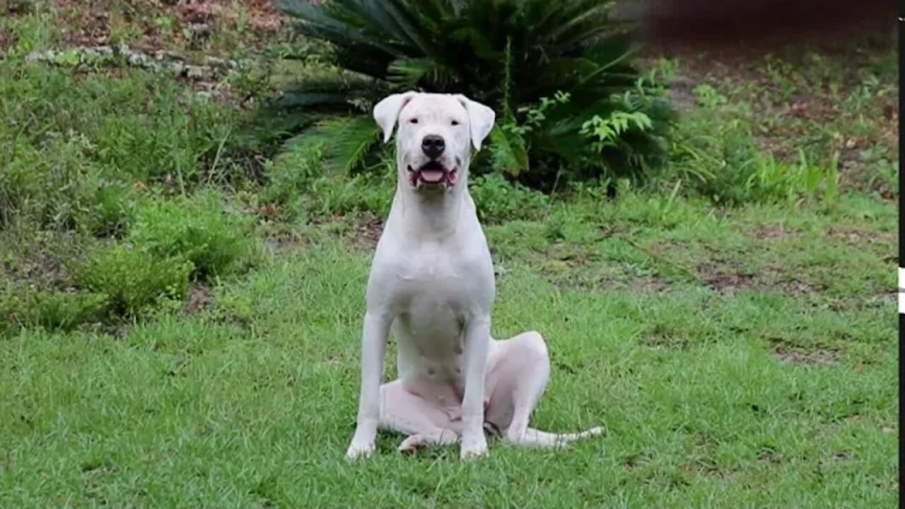 How to REALLY Tire Out Your Dog By Playing Ball (with Rules, Boundaries, and Limitations)