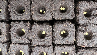 Seeding Soil Blocks- Part 3 Of The Soil Block Series