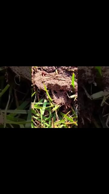 silver metal detecting #shorts #short