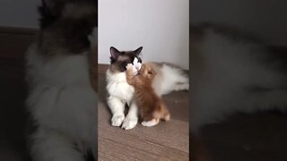 FUNNY CUTE PUPPY - Tiktok Compiled #Shorts