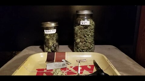 How I Scrog Cannabis : North Genetics Mr. Cruz Episode 14 - Results and smoke test 👽❄🔥💨👍🔨