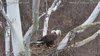 USS Eagles - Dad brings in huge stick