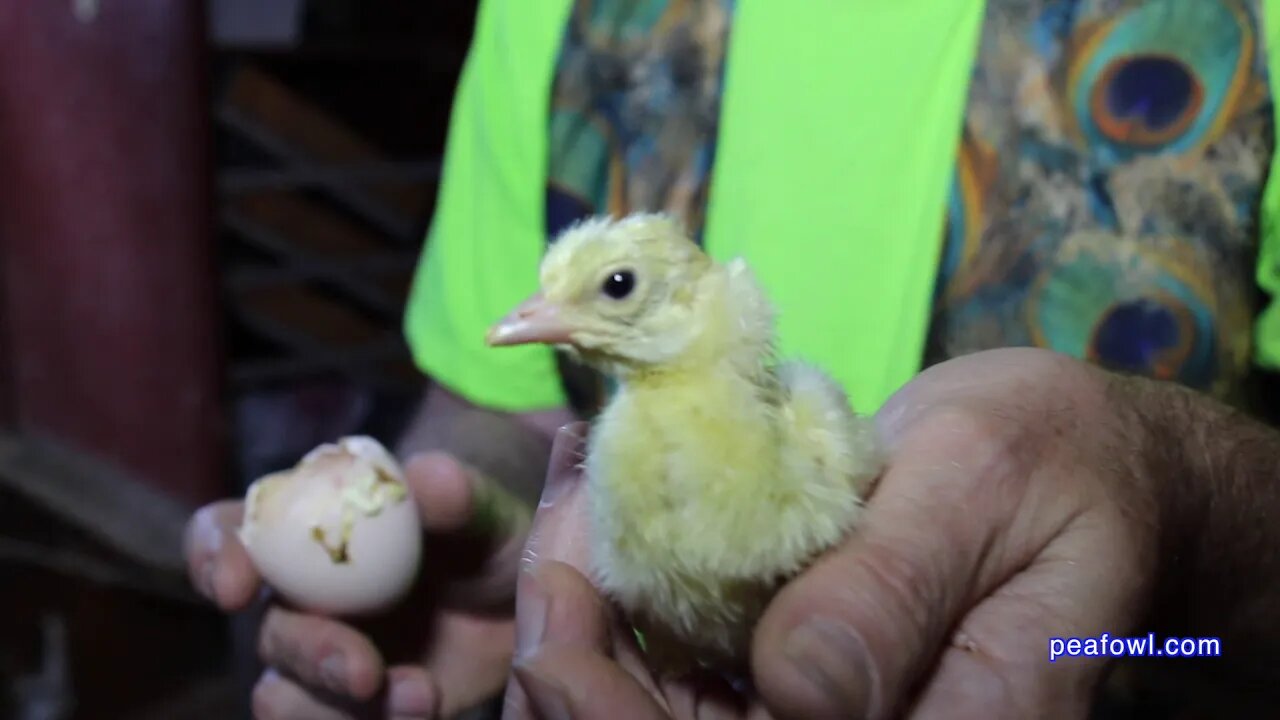 ASMR Hatching Peacock/Peahen Eggs, Peacock Minute, peafowl.com