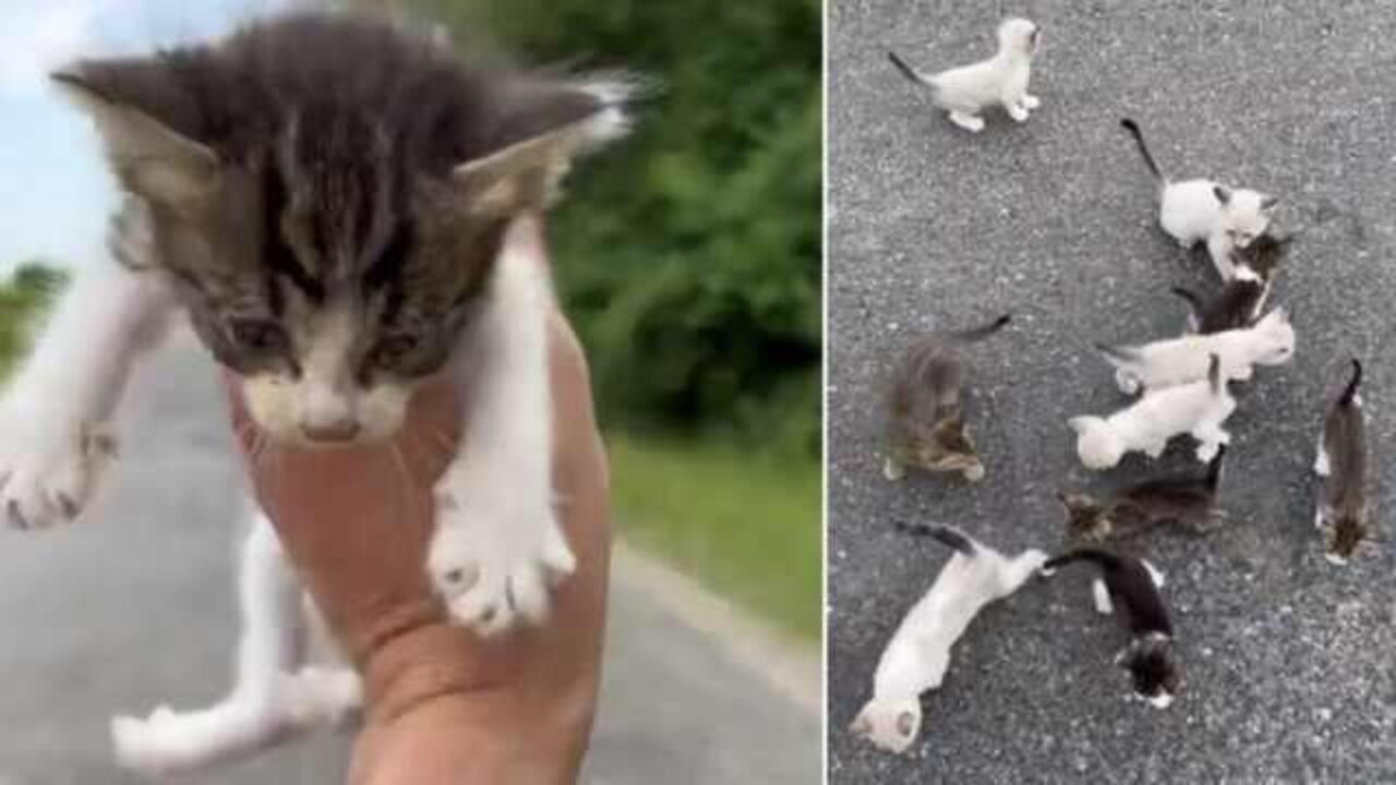A Good Samaritan Stopped To Rescue A Kitten From The Side Of The Road And Got Way More