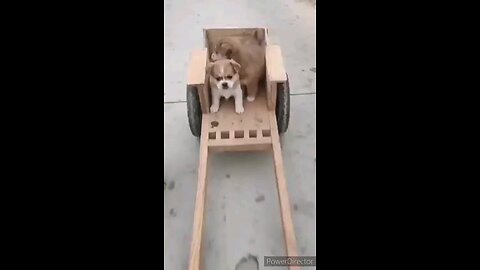 dog funny video