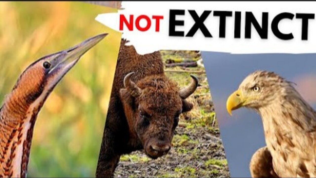 5 Animals that went EXTINCT but are now back in the UK!
