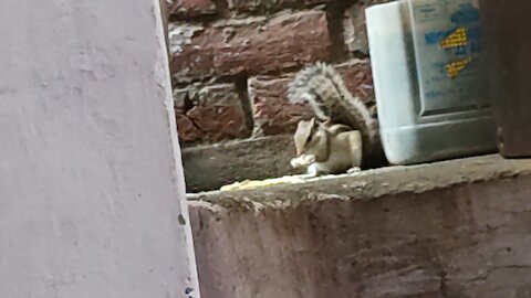 Squirrel having Food