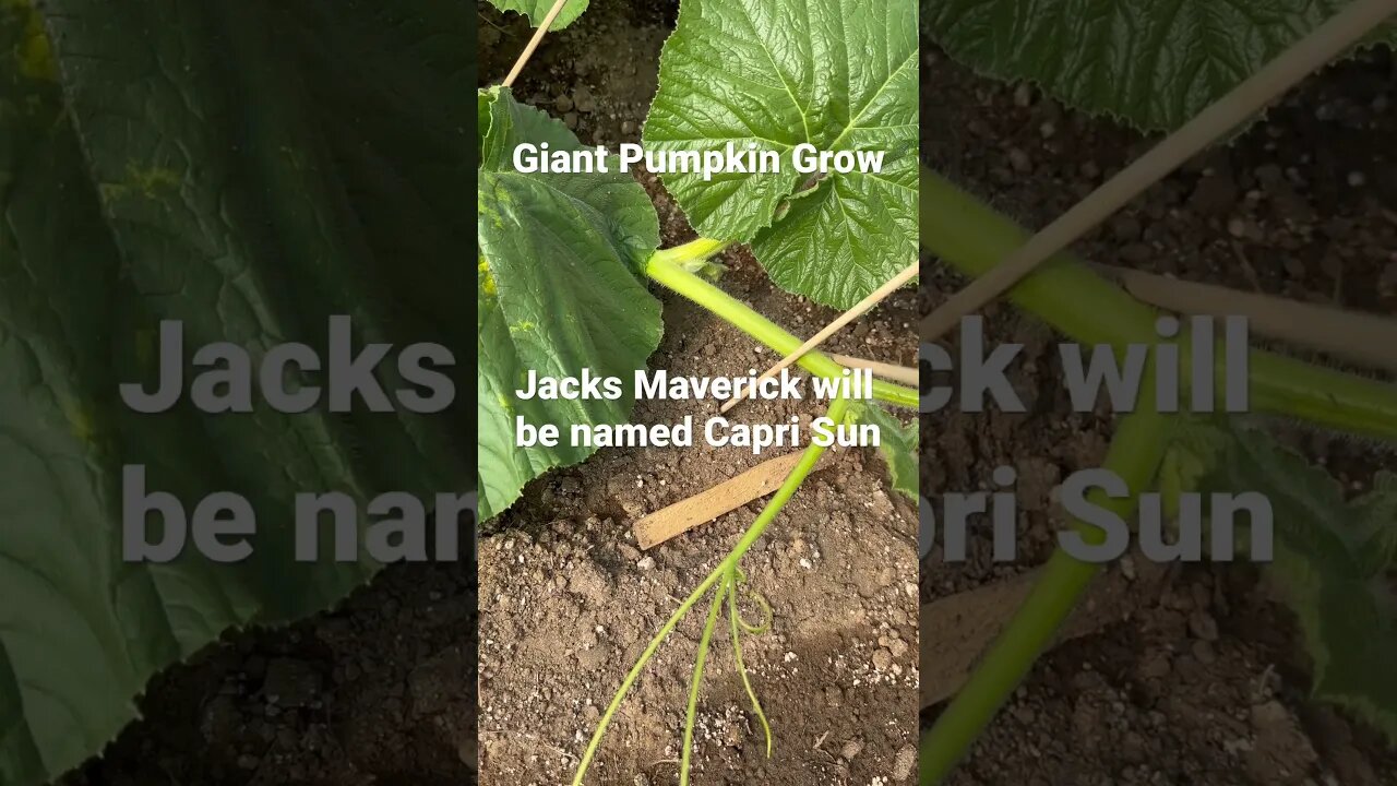 Baseball Training #pumpkins #baseball #diygardening