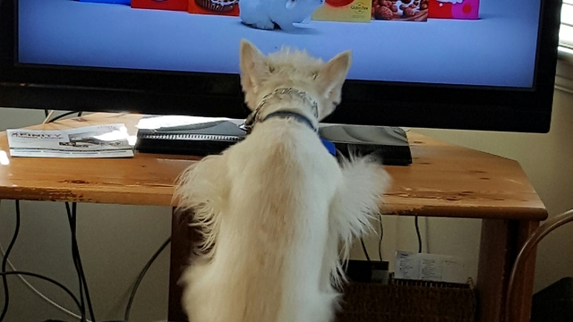 Determined dog tries to catch bunny on TV